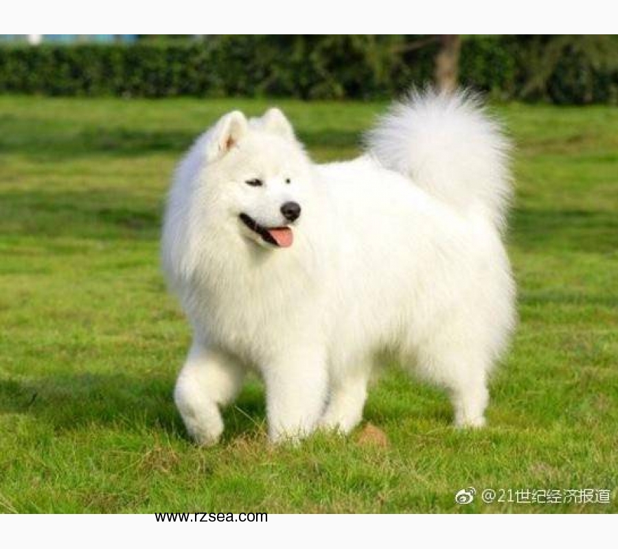 狂犬病的真相:这些问题 你还要误解多久?