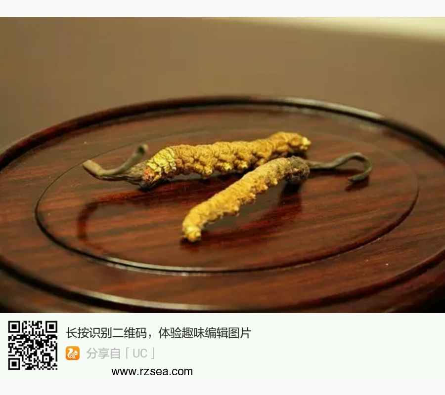 起底冬虫夏草:一个“中国式”大骗局的始终