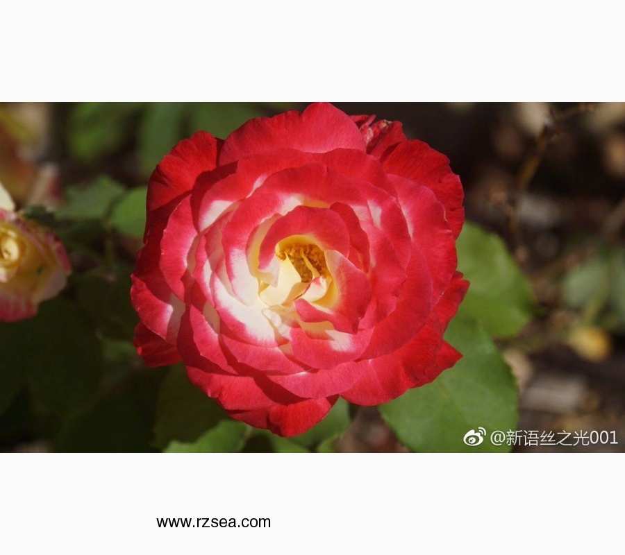 微博好图