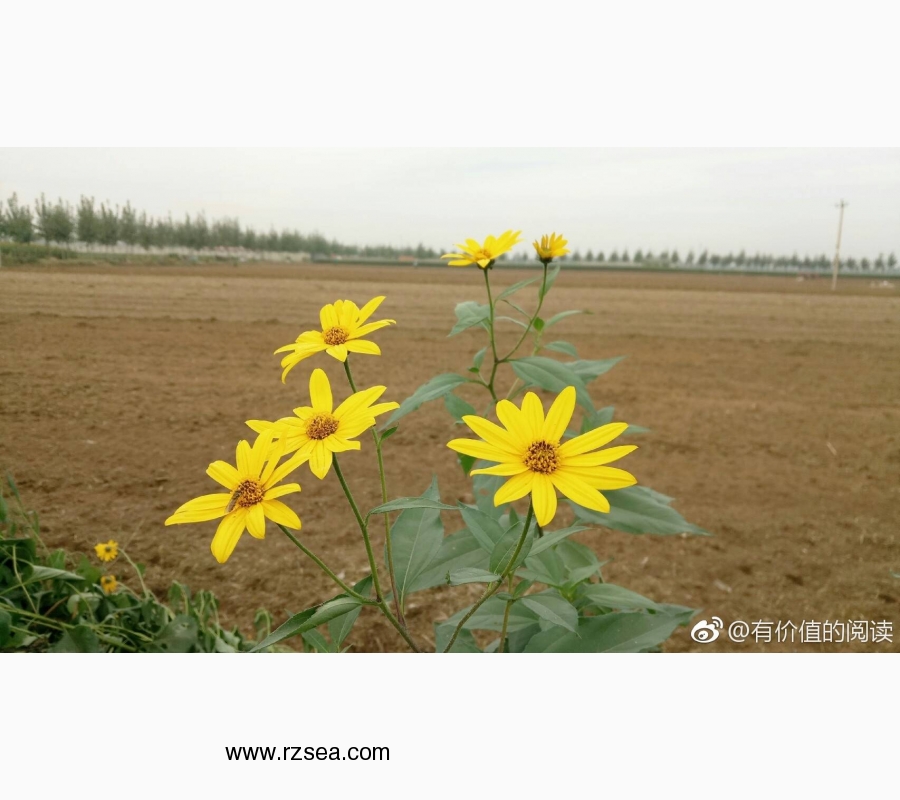 “天要下雨”,为何要扯上“娘要嫁人”?