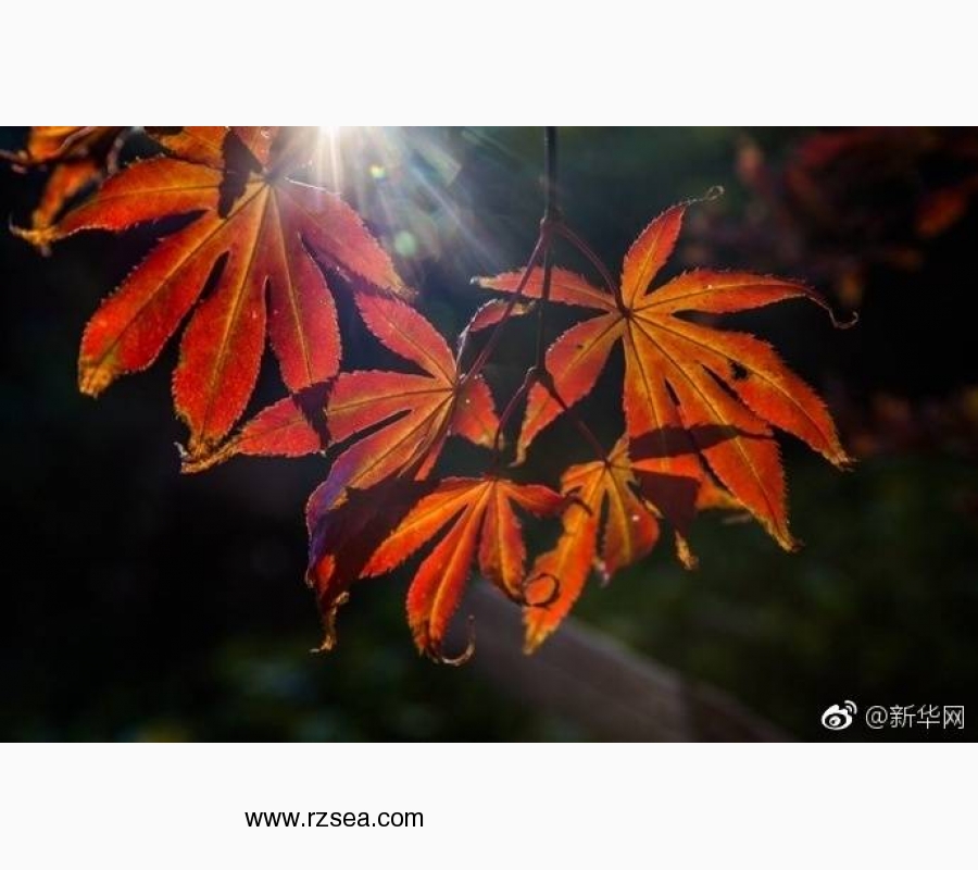 蘑菇有多毒