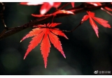 谁道西风能换物，染红枫树亦多情 